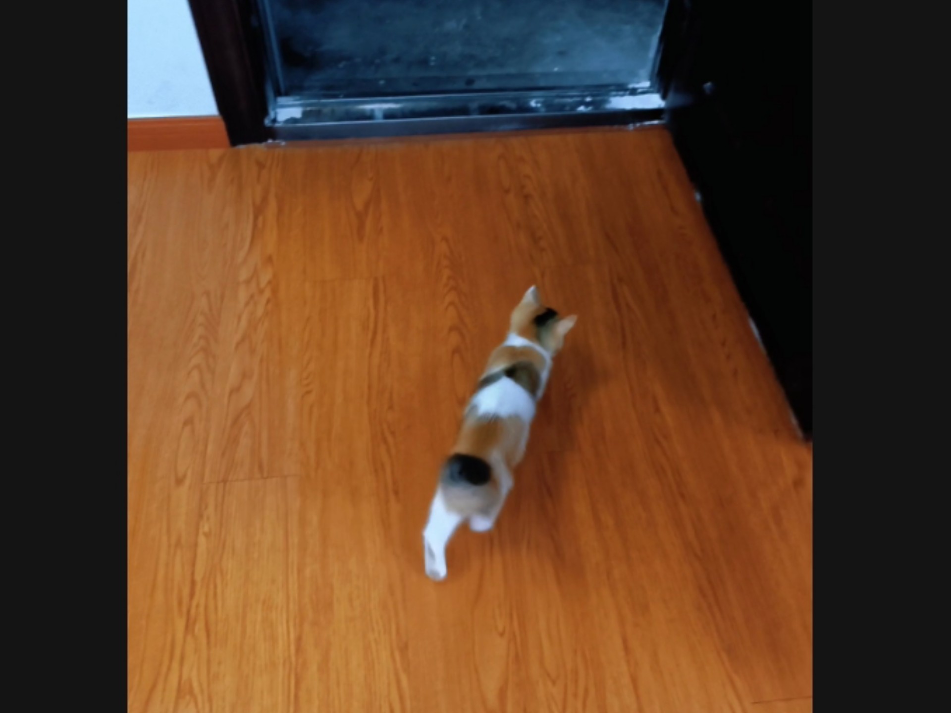 我给房东说小猫跑的非常快，房东不相信……
