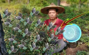 Скачать видео: 到了这个季节，村里老奶奶会上山摘一种野果子，一天能挣1000元