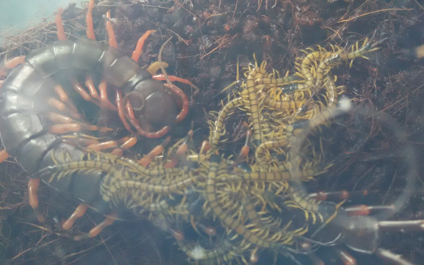 海南间脚蜈蚣繁殖图片