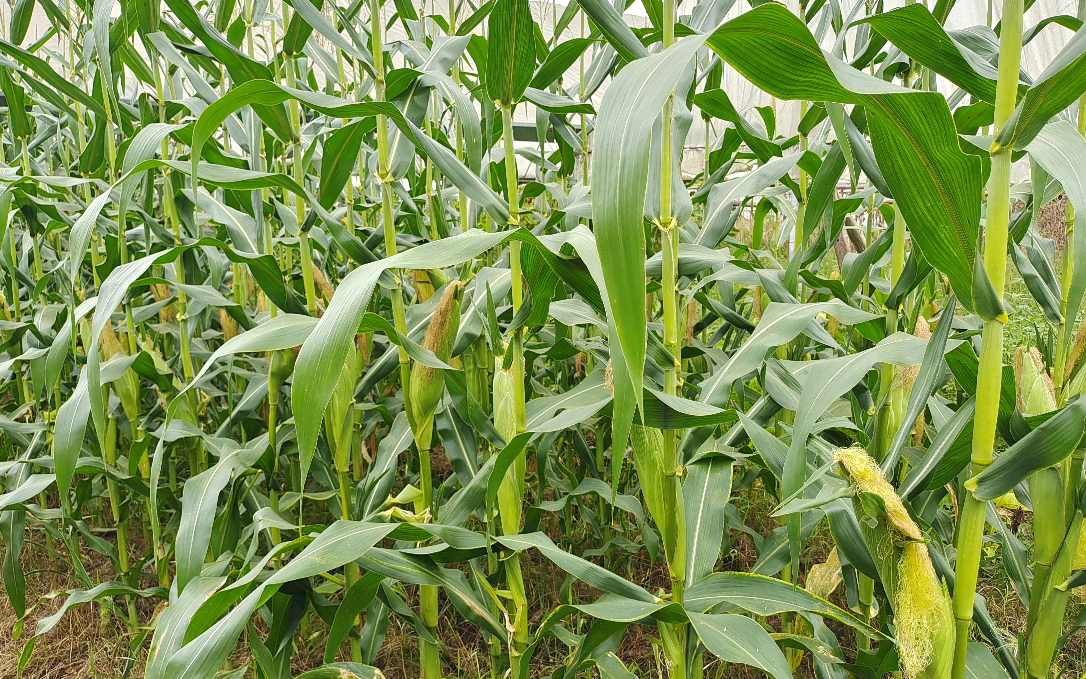 玉米高产新技巧,开花结苞期一个小动作,玉米棒大高产不倒伏