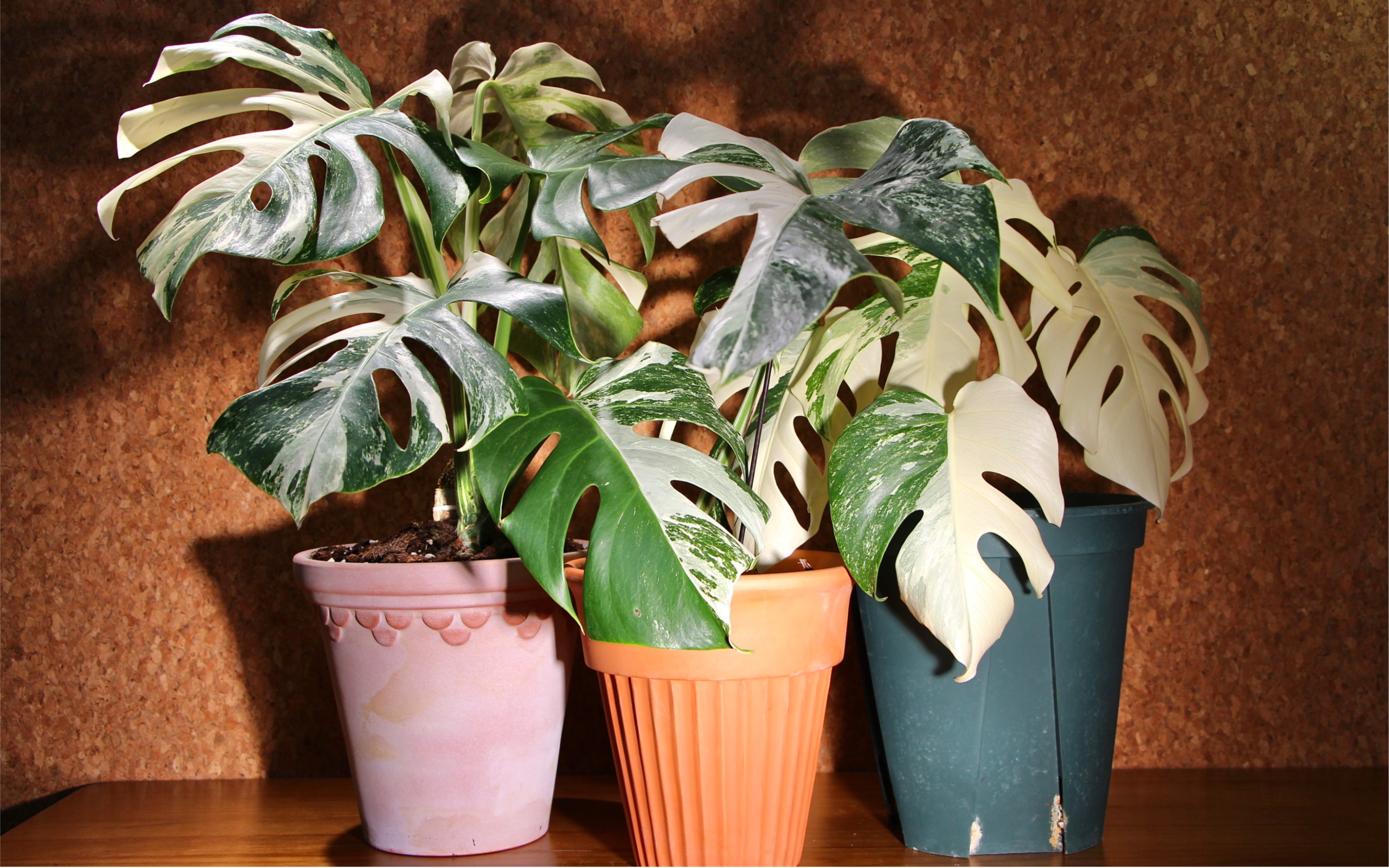 白锦龟背竹一叶白龟的第二片新叶已经冒出来了