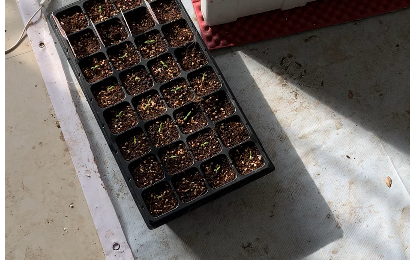 几十元自制冬季育苗箱,加热 保温 补光灯!