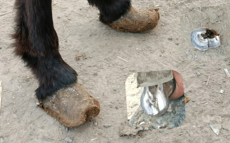 这头驴的蹄子有瘀血走路拐切开后特别臭修完跑起来了