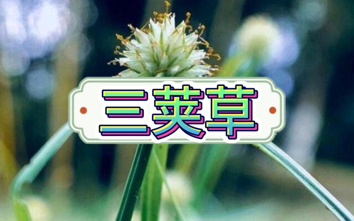 三荚草(中文版本)