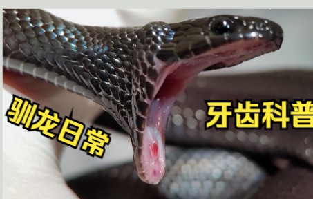 【墨西哥黑王蛇】驯龙日常。小黑估计到叛逆期了,总是对主人有非分之想。黑王蛇的牙齿科普_哔哩哔哩_bilibili