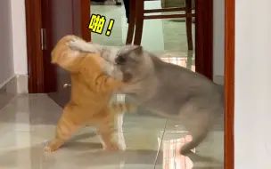 Tải video: 你知道一个大逼兜对小橘猫来说有多大的心理伤害吗?