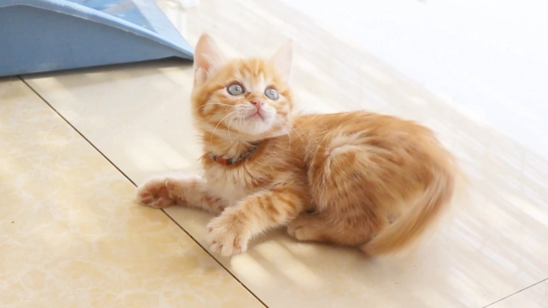 夏天跟小橘子真的很般配