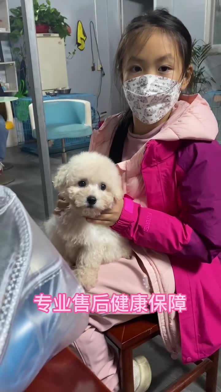 广州买狗推荐,广州犬舍狗场推荐靠谱正规的买狗的地方哔哩哔哩bilibili