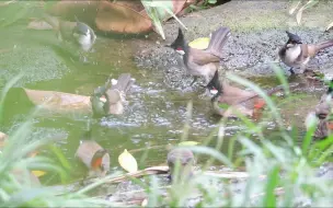 下载视频: 【观鸟日常】看看小鸟浴场的各个分区都在发生什么