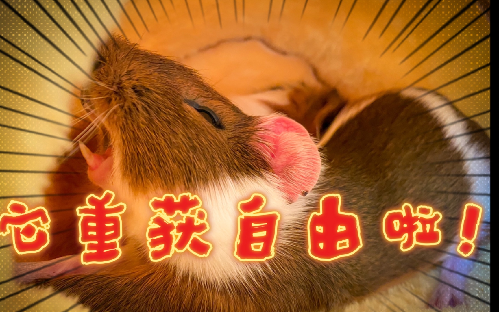 它疯了它疯了一只如厕训练后重获自由的荷兰猪天竺鼠