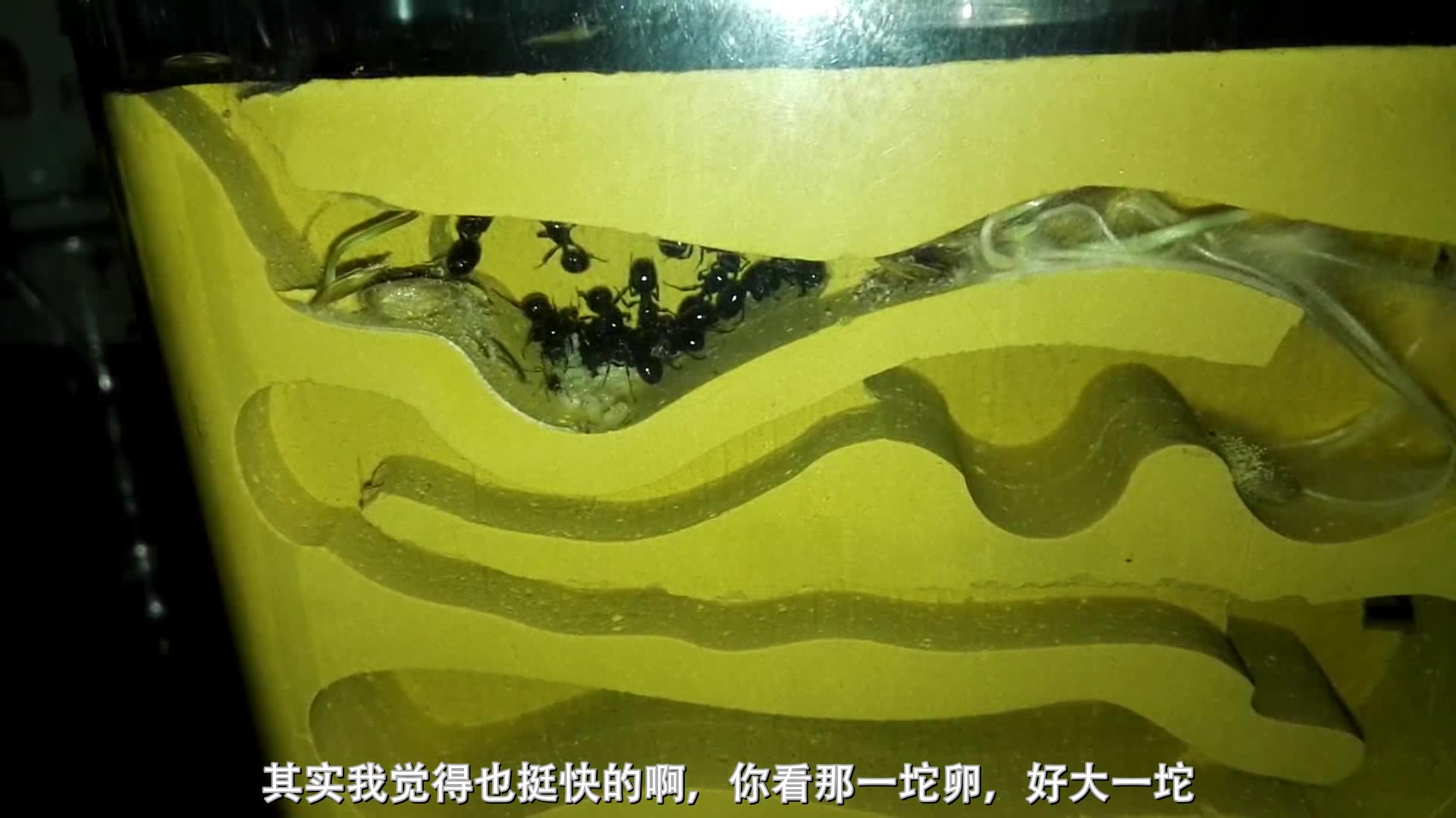 【蚂蚁】针毛收获蚁养成日记(五)