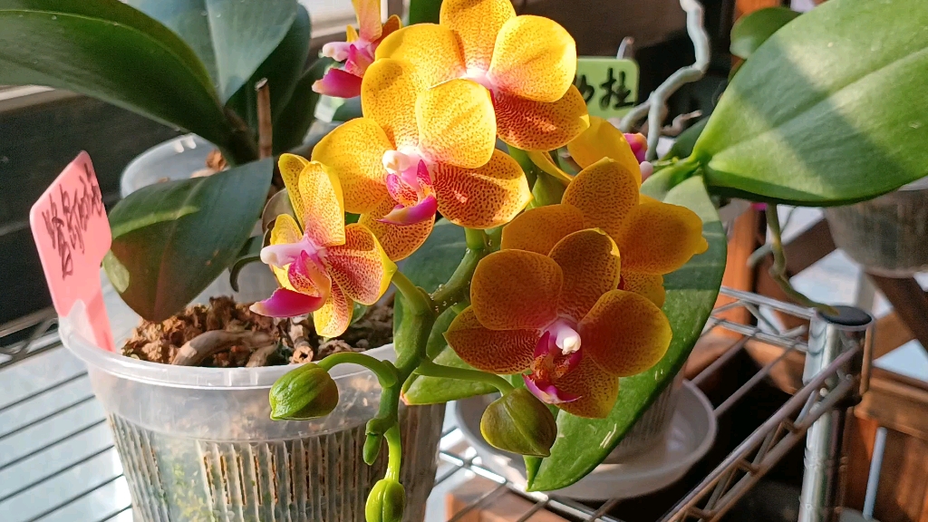 蝴蝶兰黄金沙拉