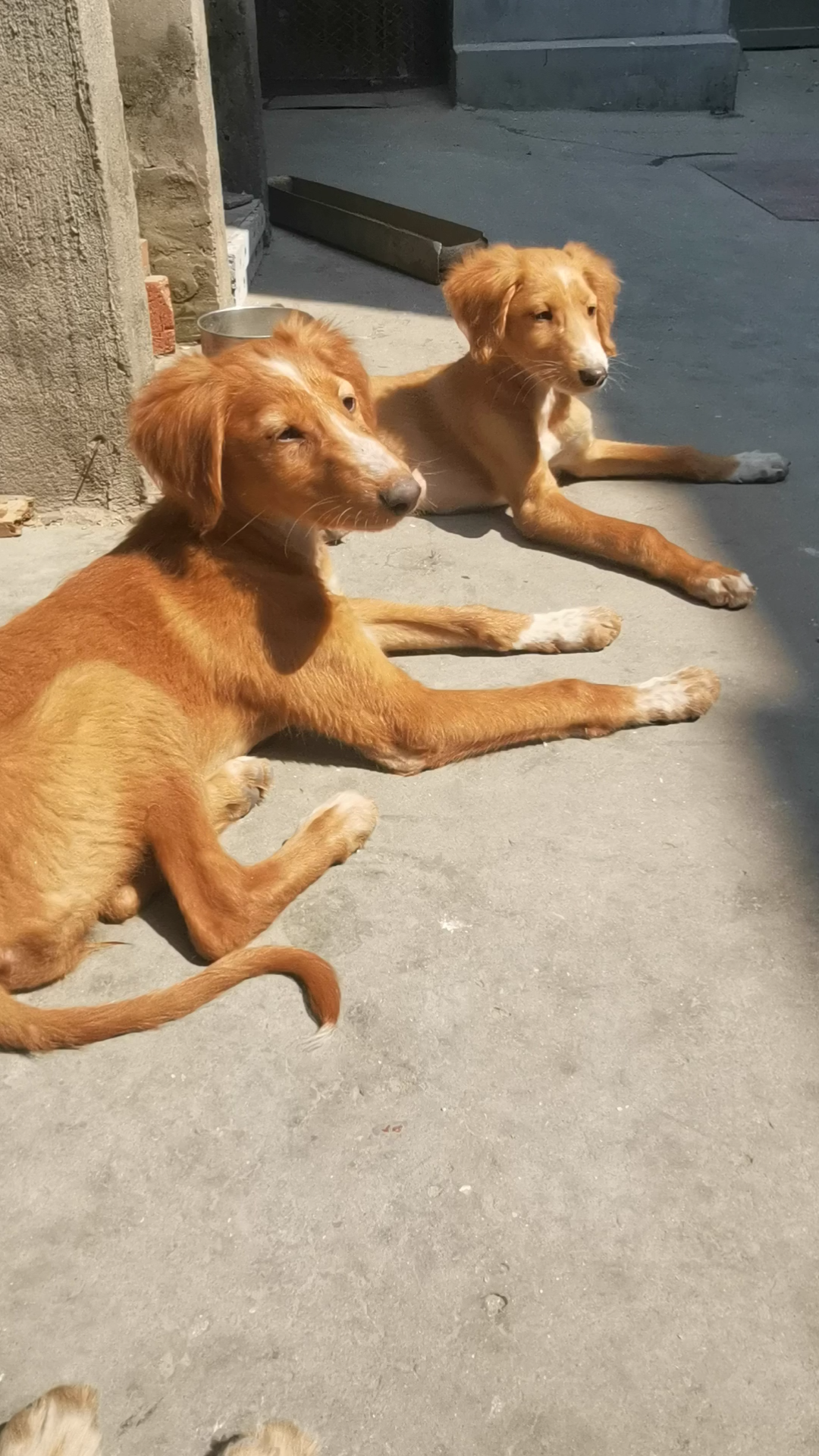 (山东细犬)小狗崽