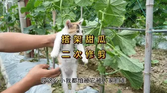 Download Video: 爬藤甜瓜二次整枝打蔓