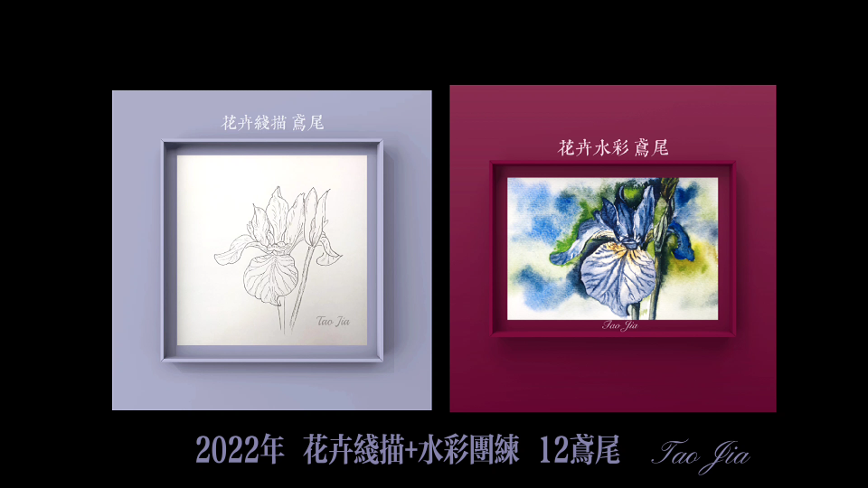 [图]2022年 花卉线描+水彩团练 12鸢尾IRIS渐入佳境的画Tao JiaBGM：鸢尾花圆舞曲（钢琴曲）2022.3.1