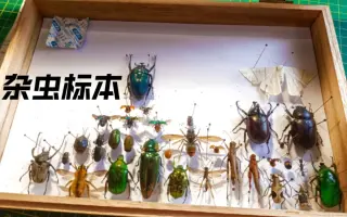 昆虫标本 哔哩哔哩 Bilibili