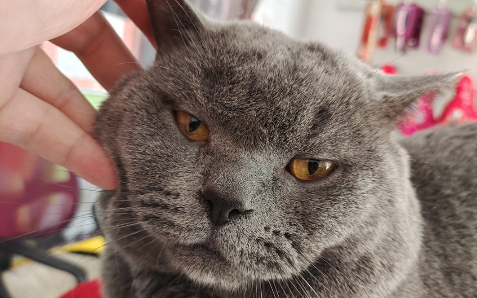 可爱猫咪超威蓝猫