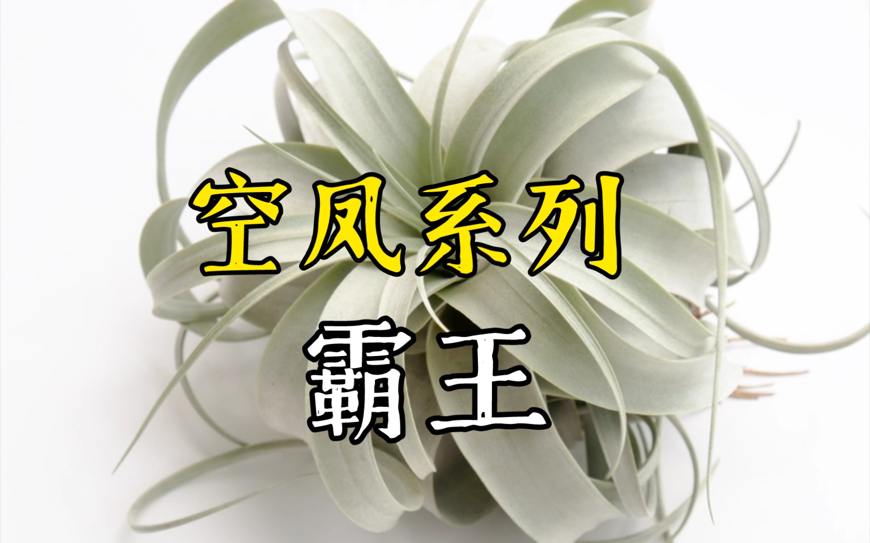 第477弹:空气凤梨中的最大品种霸王Tillandsia xerographica哔哩哔哩bilibili