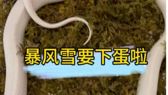 准备收蛋🥚