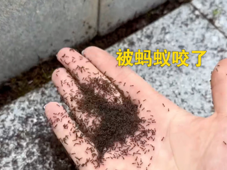 蚂蚁；核弹来袭了