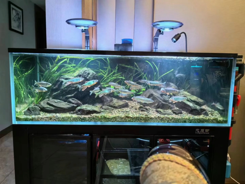 湖南帅哥的溪流缸