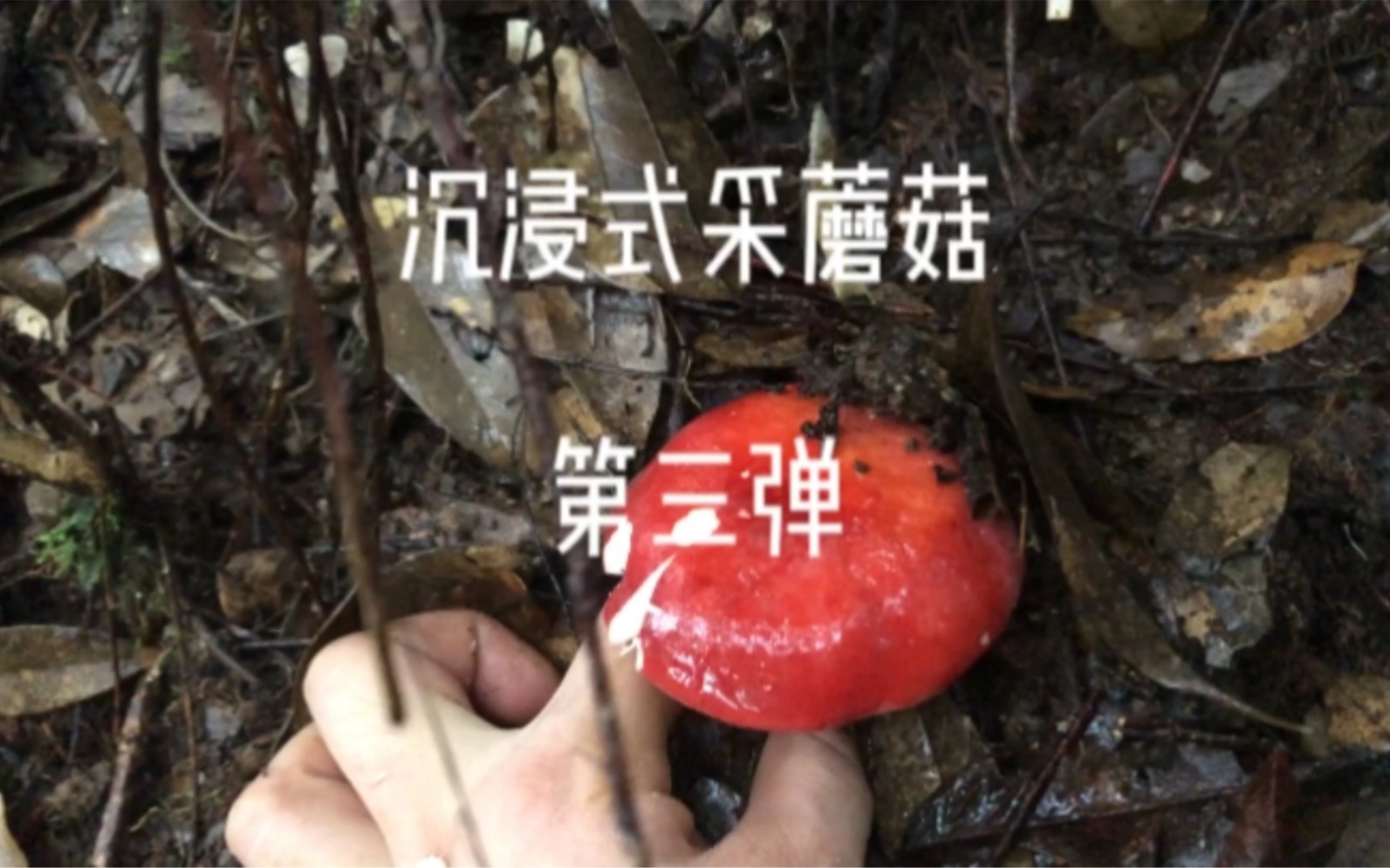 [图]雨天沉浸式采蘑菇