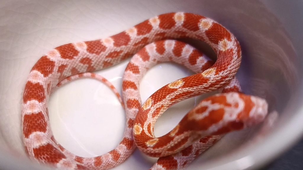 好漂亮的白化红_哔哩哔哩_bilibili