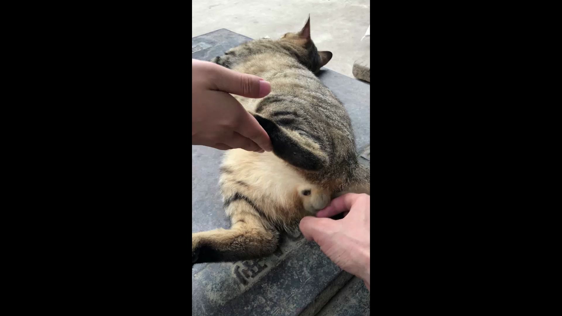 用猫蛋蛋弹一首致爱丽丝