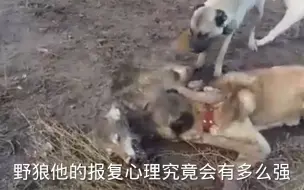 Скачать видео: 坎高犬爆揍草原狼，狼王发怒发动总攻