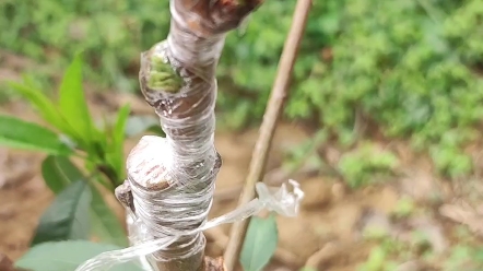 桃树嫁接时间和方法(桃树嫁接时间和方法视频)