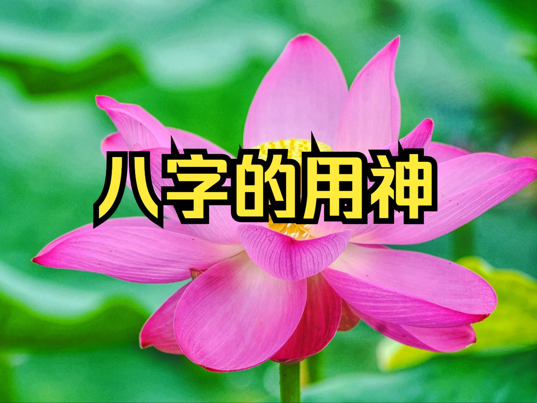 八字的用神哔哩哔哩bilibili