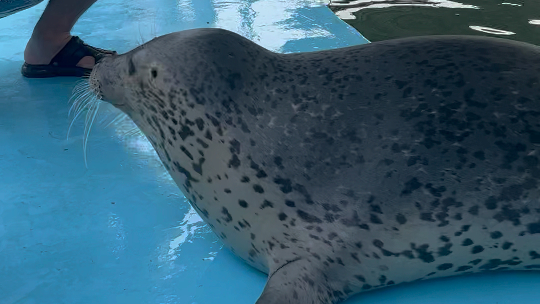 小海豹吃鱼 顾涌顾涌 可爱_哔哩哔哩_bilibili