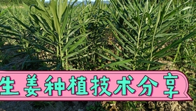 生姜怎么种植产量高 没病害 张大哥全程用肥大肥二方案效果好 哔哩哔哩 つロ干杯 Bilibili