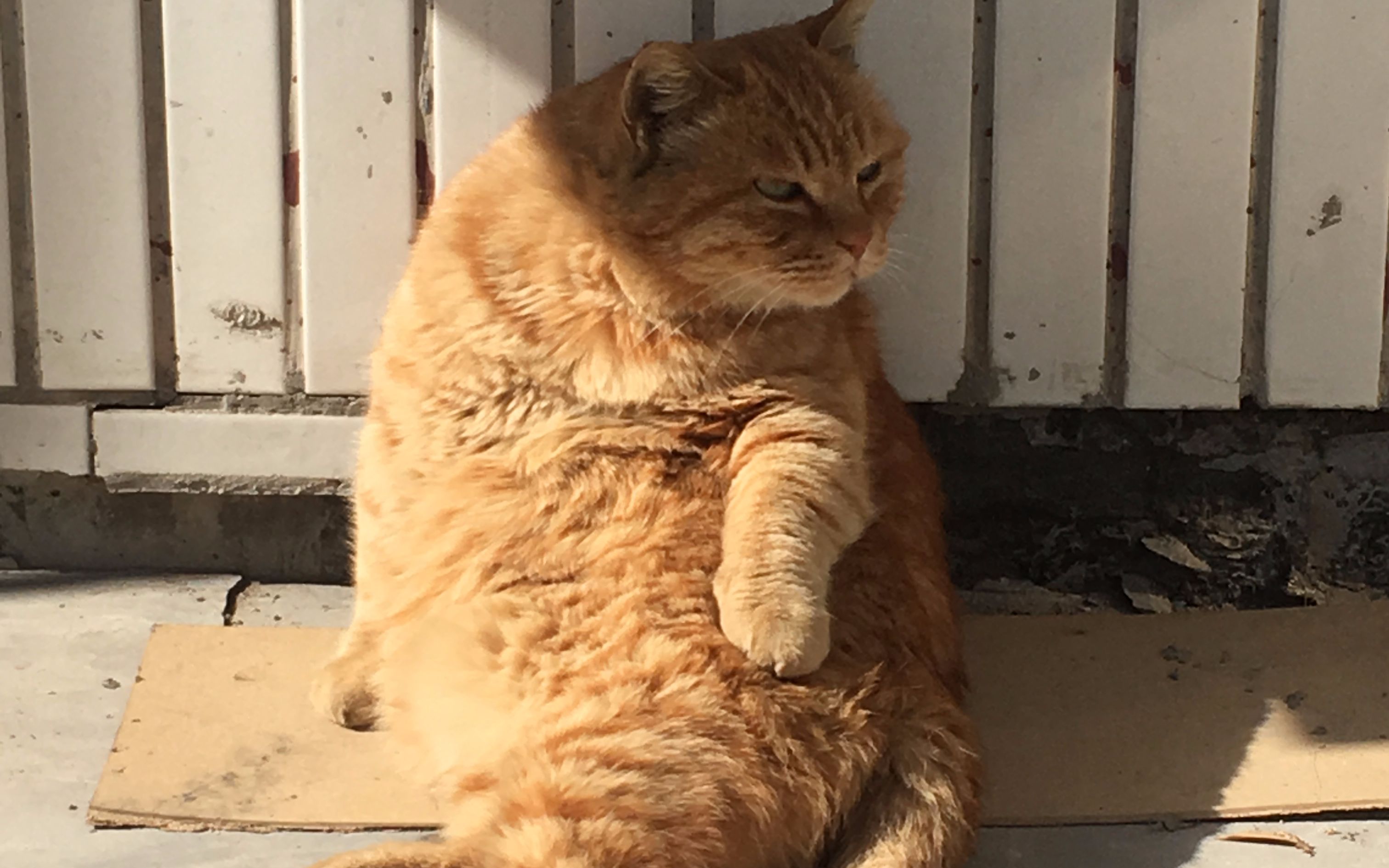 胖橘街头流浪汉因过于妖娆惨被蹂强躏rua后竟