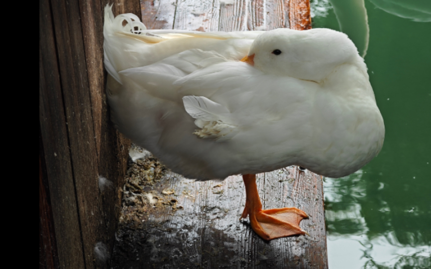 【济南】曲水亭街大鹅变身:单鹅独立 埋头睡觉!
