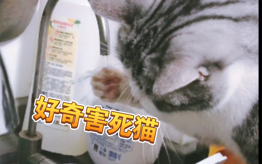 好奇的猫咪哔哩哔哩bilibili