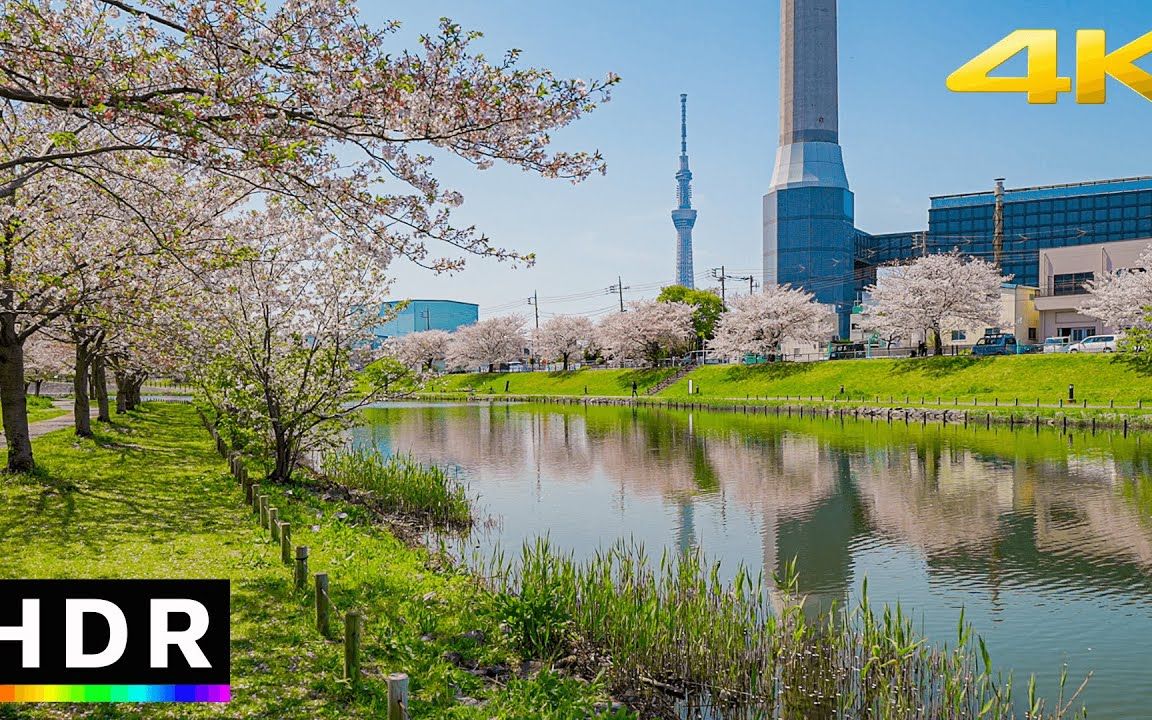 [图]东京晴空塔2023附近宁静的樱花河畔漫步__ 4K HDR