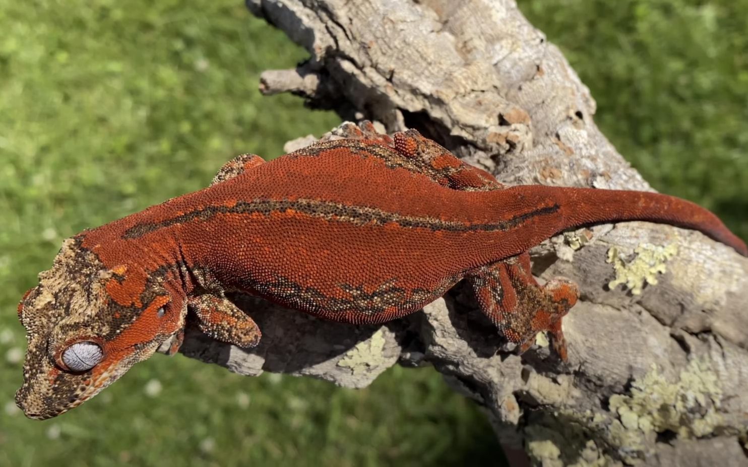 顶级表现的红满背盖勾亚守宫