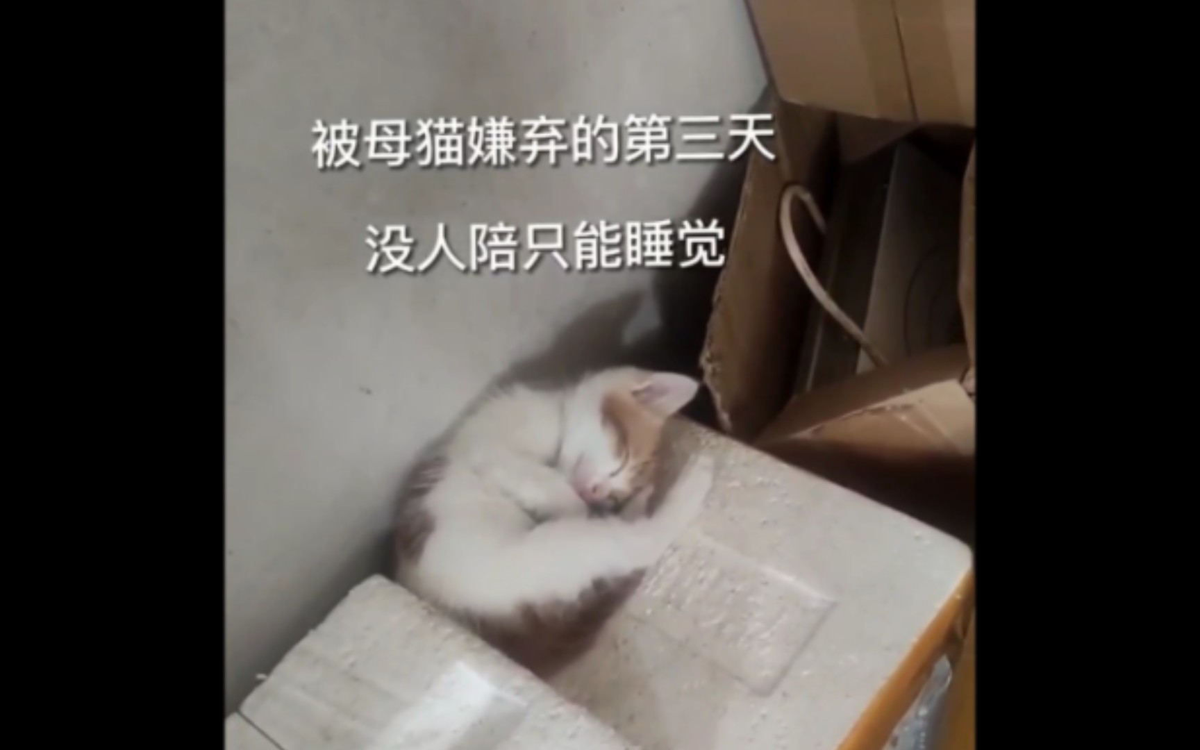 流浪猫的故事哔哩哔哩bilibili