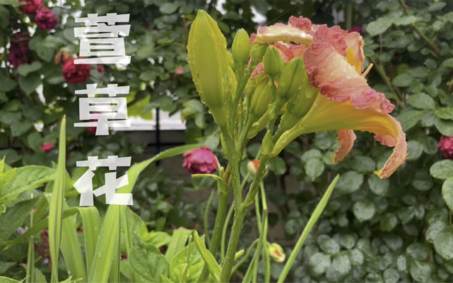 [图]初夏雨后_萱草花开_小蜘蛛也在忙着补网