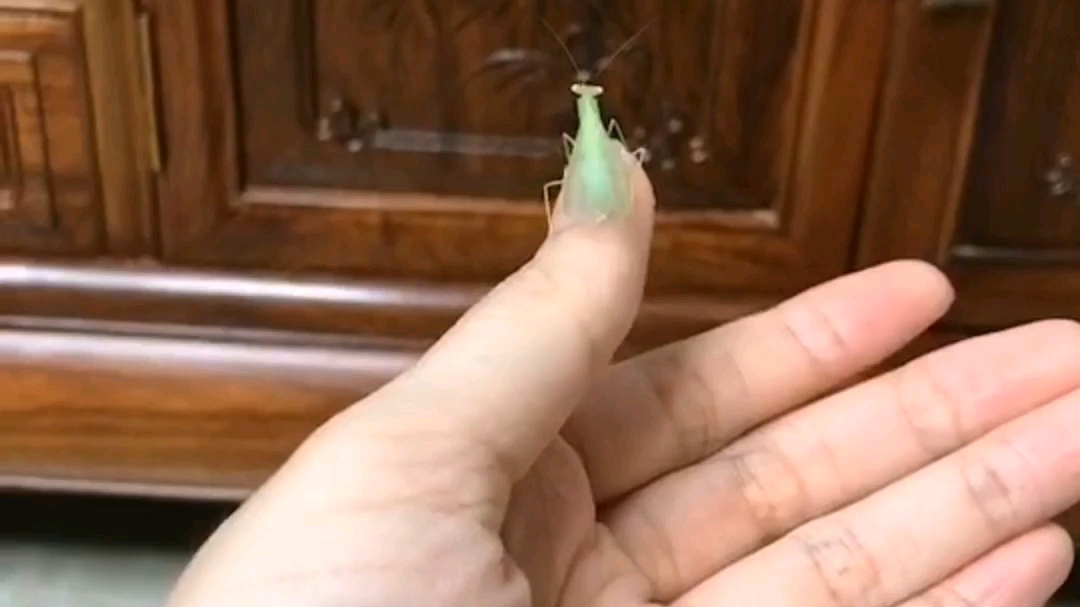 南海透翅螳螂成体