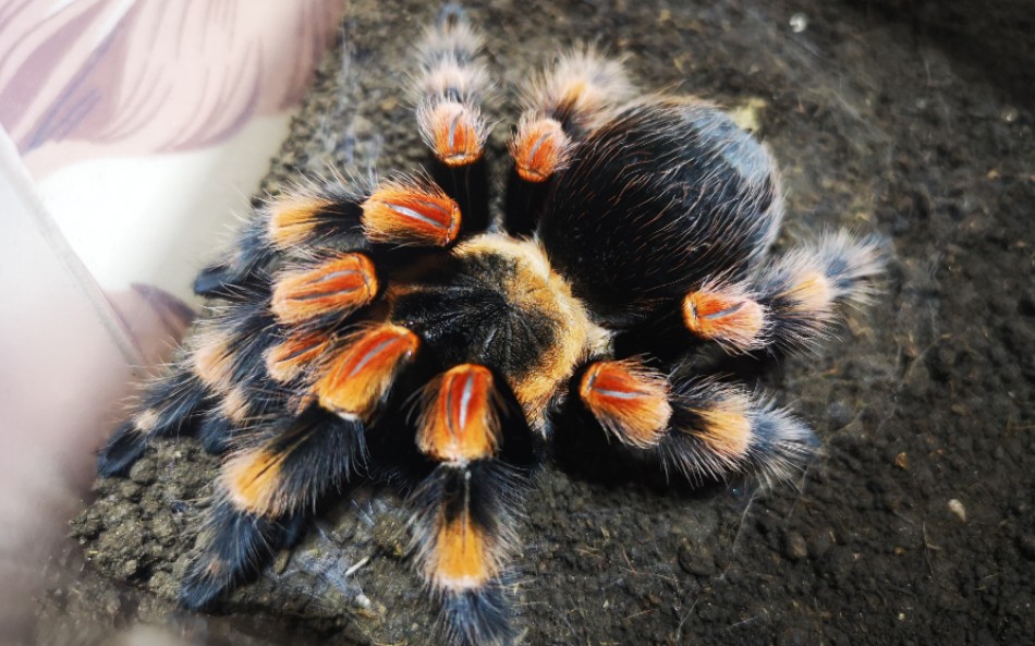 红色法拉利一辆之【蛛你太美】极品墨西哥巨人红膝头