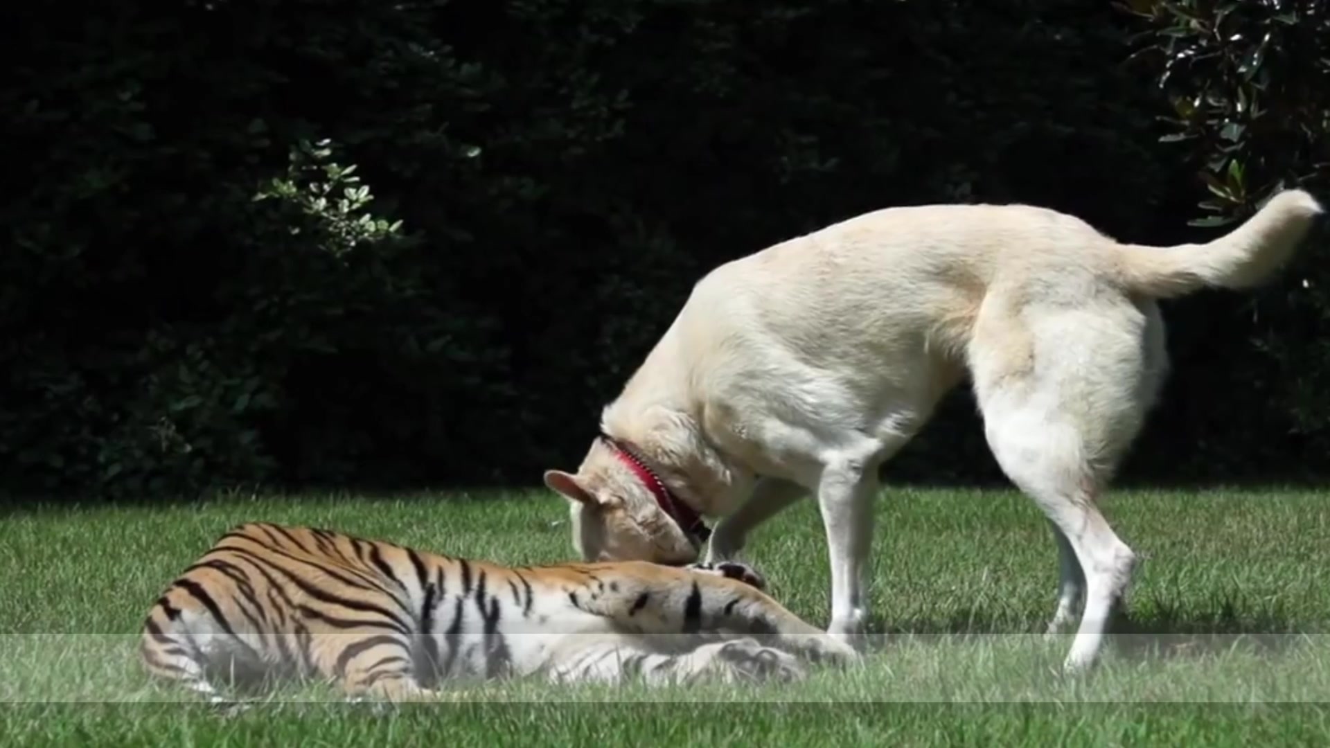 老虎和狗狗一起的图片图片
