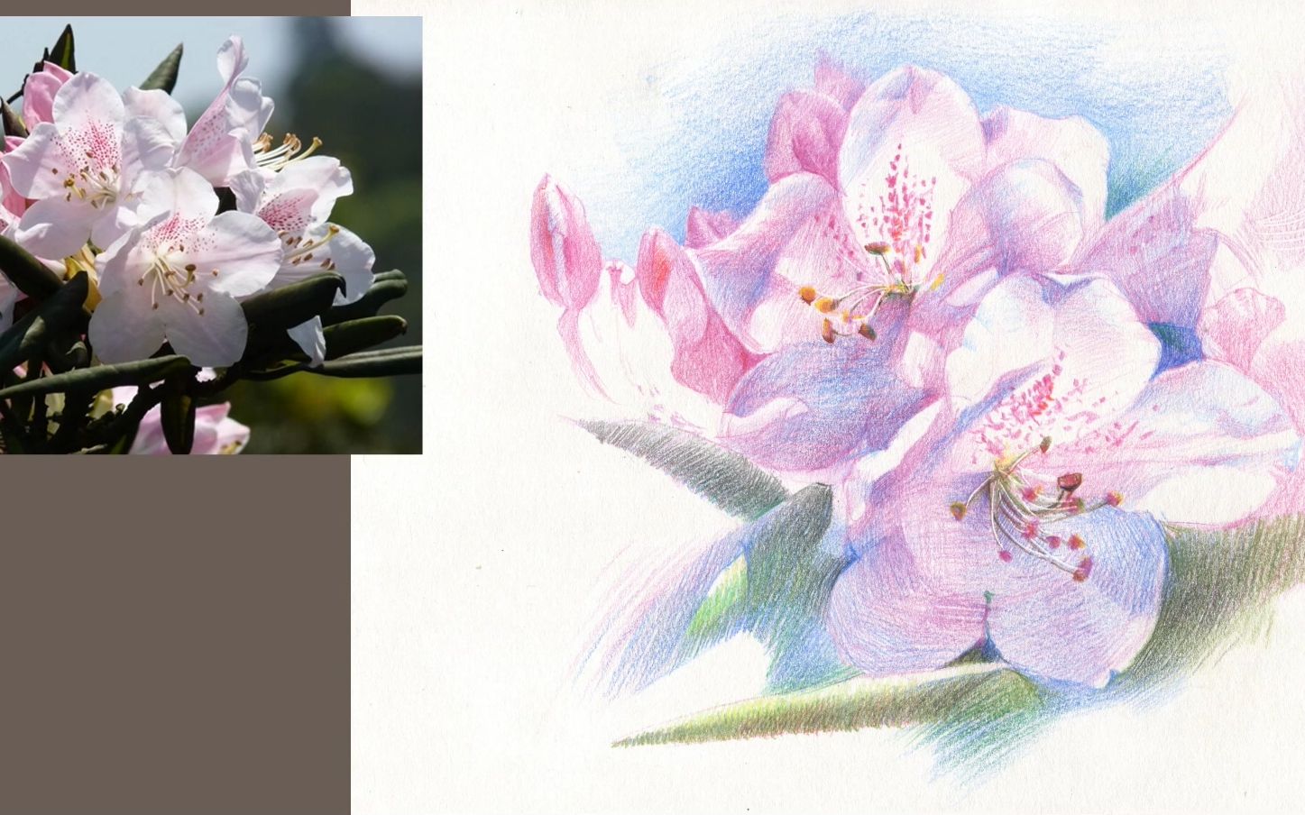 王文诜水彩过程搬运彩铅高山杜鹃