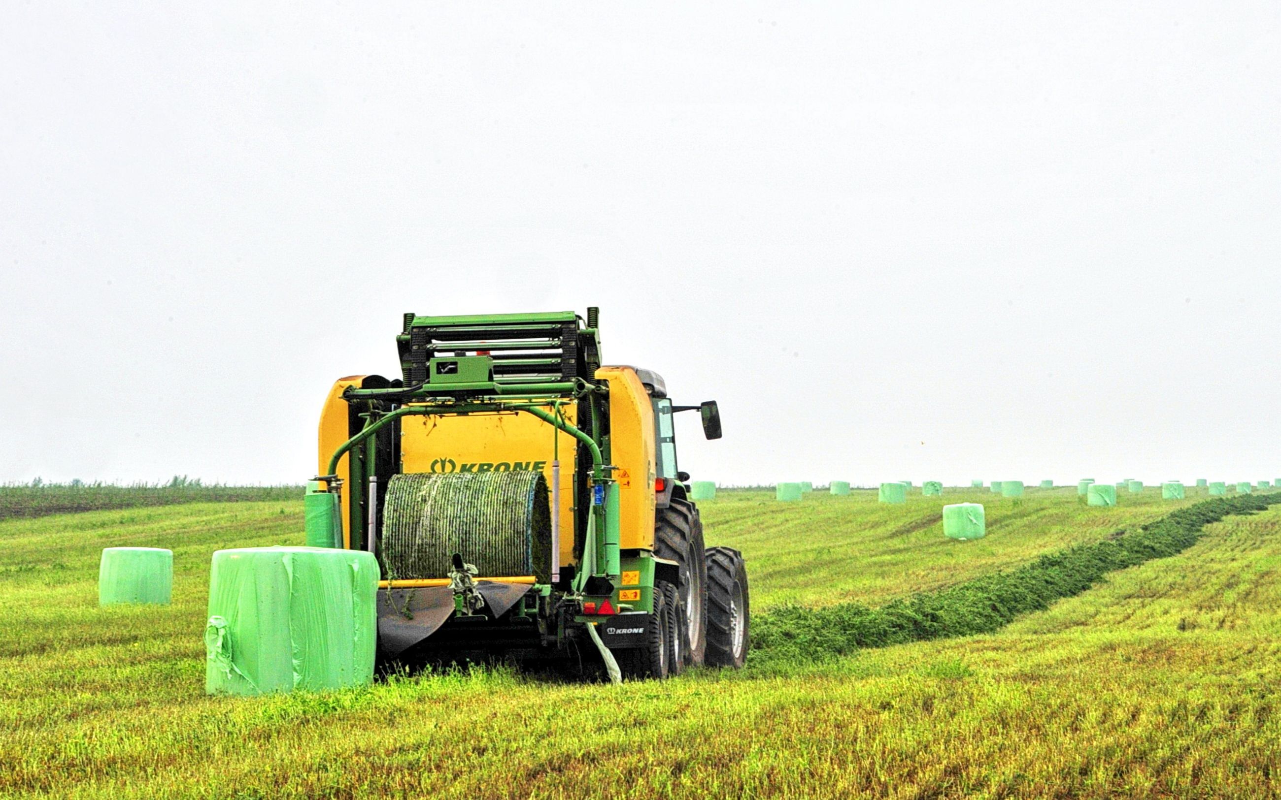 荷兰畜牧业国家背后强大的青贮产业牧场把青贮变成出口的牛肉牛奶