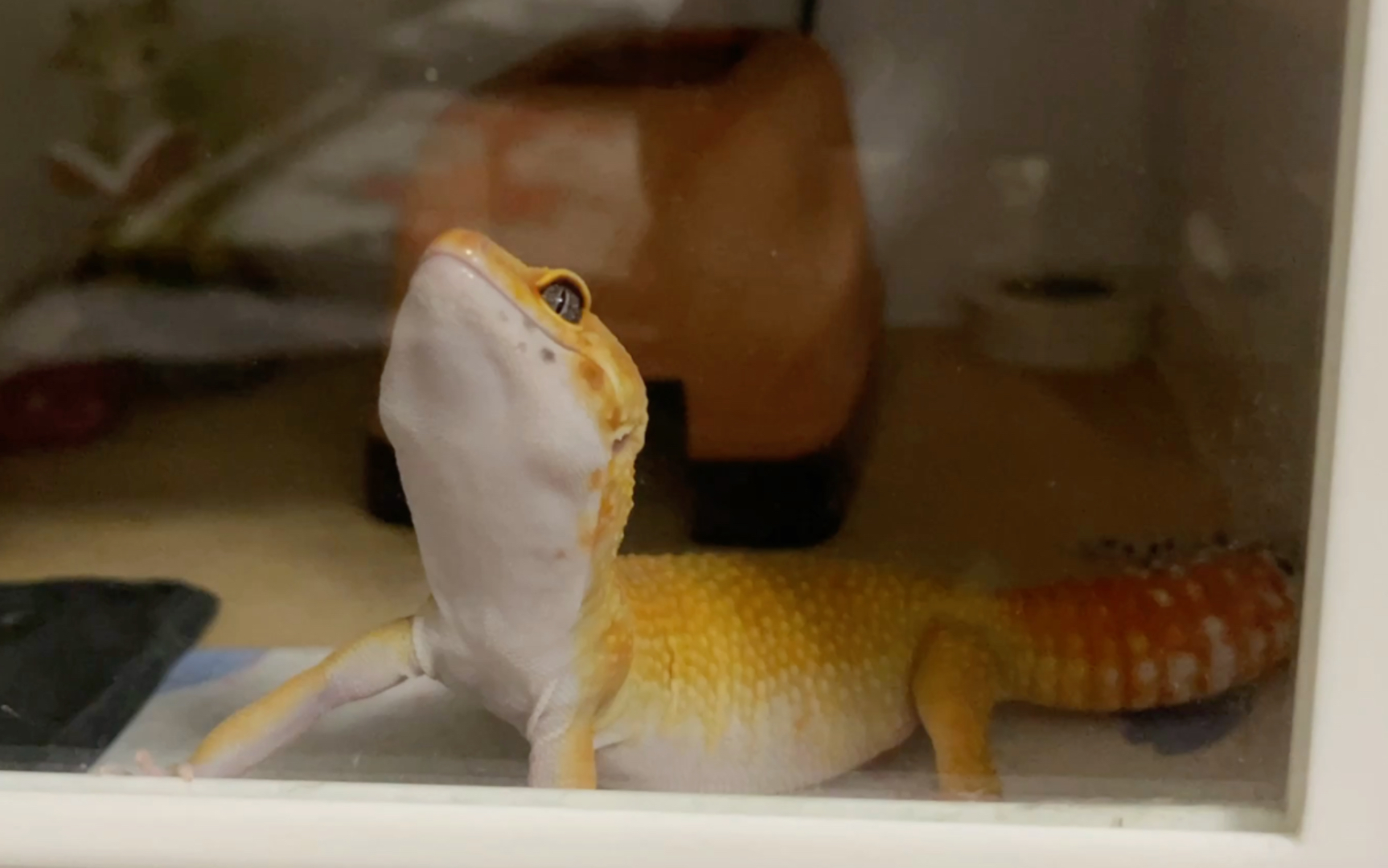 【豹纹守宫】一只温柔可爱的小电橘引起了你的注意_哔哩哔哩_bilibili