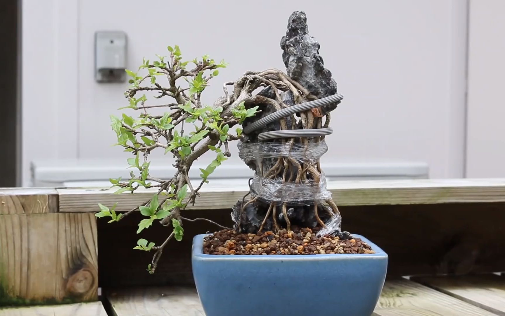 【园艺】抱石盆景上盆示范,相依成就精品