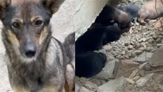 噩耗降临 救回来的流浪狗一只眼睛失明 狗狗的命运太可怜了 哔哩哔哩 Bilibili