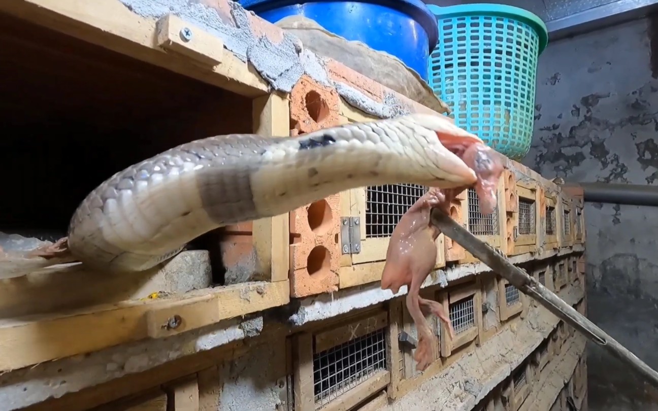 越南人养殖眼镜蛇,小伙差点被咬到