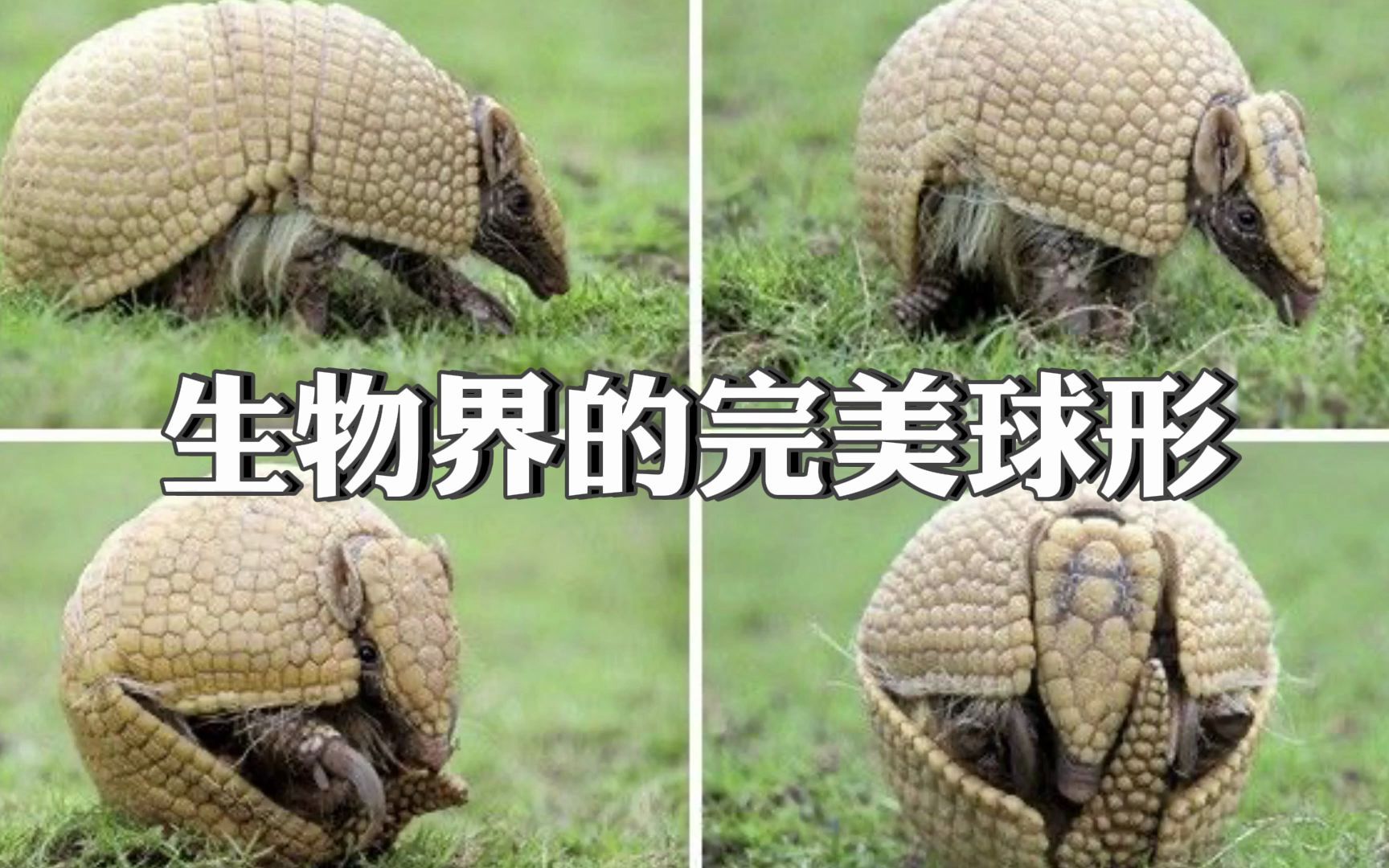 路人偶遇巴西三带犰狳,看你那球样